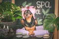 ÃÂ Cute pet relaxing in spa wellness . Dog in a turban of a towel among the spa care items and plants. Funny concept Royalty Free Stock Photo